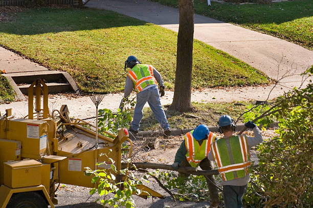 Best Emergency Storm Tree Removal  in Hasson Heights, PA